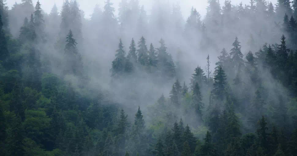 mgła nad drzewami